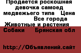 Продается роскошная девочка самоед медвежьего типа › Цена ­ 35 000 - Все города Животные и растения » Собаки   . Брянская обл.